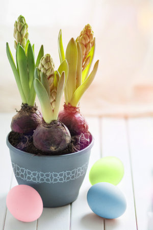 Painted Easter eggs and unblown hyacinths in a gray pot on a white wooden window sill. Happy Easter. Easter concept.の写真素材
