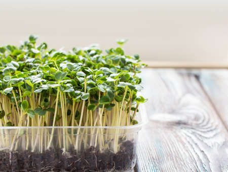 Microgreen broccoli in a growing container on the wooden table.. Growing fresh micro greens. Concept...