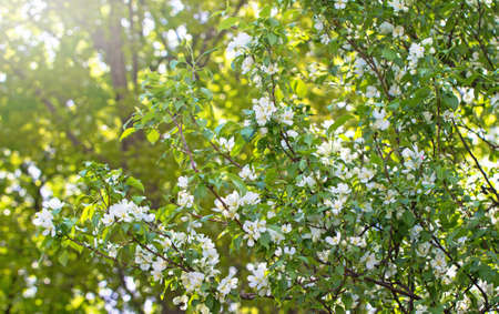 Blossoming apple tree on a sunny spring day. Front view.の写真素材