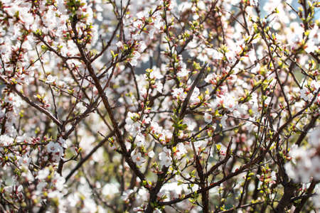 Blossoming cherry tree on a sunny spring day. Front view.の写真素材