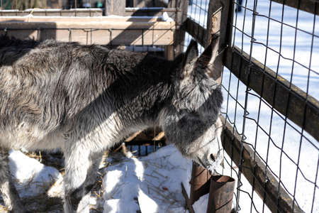 Grey Donkey in the paddock. Grey Donkey on the farm on a frosty winter dayの写真素材