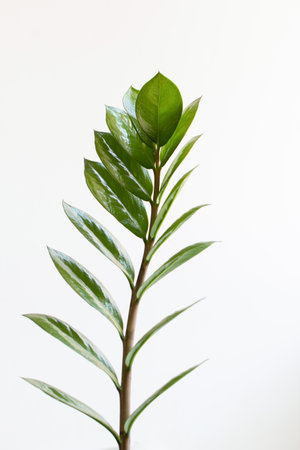 Tropical zamioculcas plant branch with leaves on white background.の写真素材