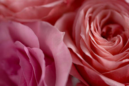 Close up pink rose flowers. Abstract background. Macro. Soft focus. Copy space.の写真素材