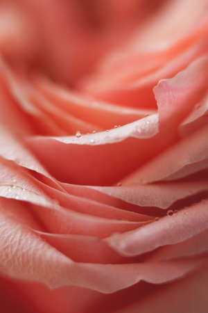 Close up pink rose flower. Abstract background. Macro. Soft focus. Copy space.の写真素材