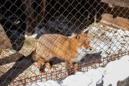 Young red fox in the zoo enclosure on a sunny winter day looks at freedomの写真素材