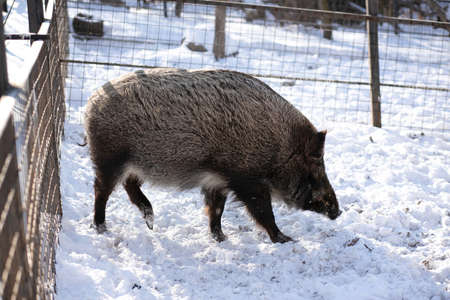 Forest boar in the zoo on a sunny winter dayの写真素材