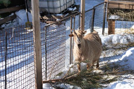 Goat in the paddock. Red goats on the farm on a frosty winter dayの写真素材