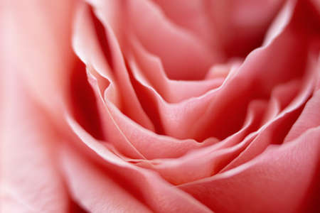 Close up pink rose flower. Abstract background. Macro. Selective focus. Soft focus. Copy space.の写真素材
