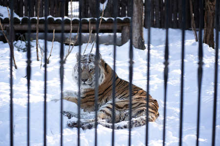 Tiger at the zoo lying down in the snow on a winter dayの写真素材