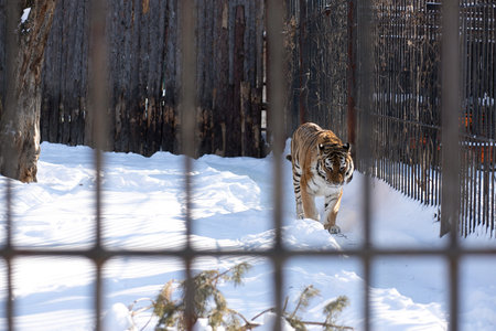 Tiger at the zoo walks in the snow on a winter dayの写真素材
