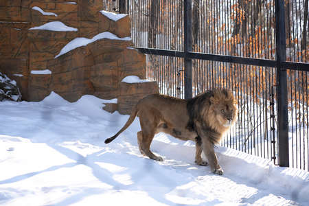 Lion at the zoo walks in the snow on a winter dayの写真素材
