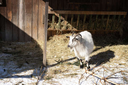 White goat in the paddock. Young white goat on the farm on a frosty winter dayの写真素材