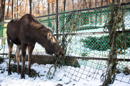 A young moose eats a coniferous tree at the zoo on a winter dayの写真素材
