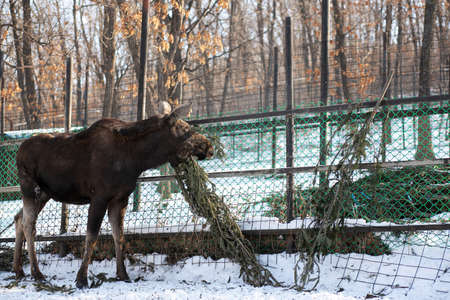 A young moose eats a coniferous tree at the zoo on a winter dayの写真素材