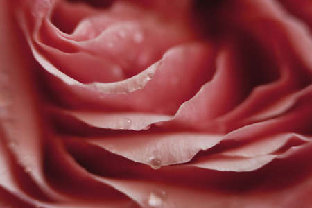 Close up pink rose flower. Abstract background. Macro. Selective focus. Soft focus. Copy space.の写真素材