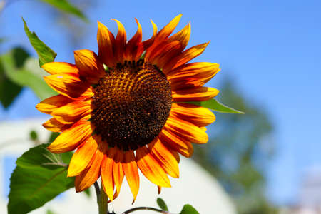 Sunflower flower against the blue sky on a sunny summer day.の写真素材