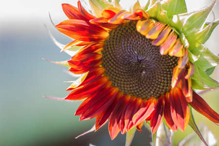 Sunflower flower against the blue sky on a sunny summer day.の写真素材