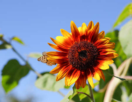 Sunflower flower against the blue sky on a sunny summer day.の写真素材