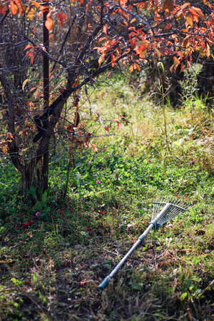 Metal rakes lie on the grass under a tree on a sunny autumn day. Harvest time.の写真素材