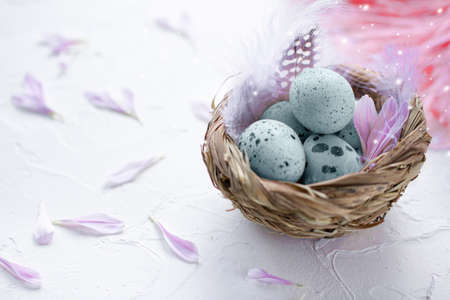 Blue Easter eggs in the small nest with feathers and flower petals on a light background. Painted quail eggs. Copy space. The Easter concept. Happy Easterの写真素材