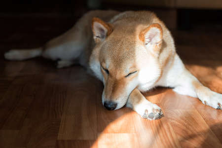 Fluffy young red dog Shiba inu sleeping on the floor in the sun at homeの写真素材