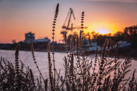 Sunset sky through dry grass on the riverの写真素材