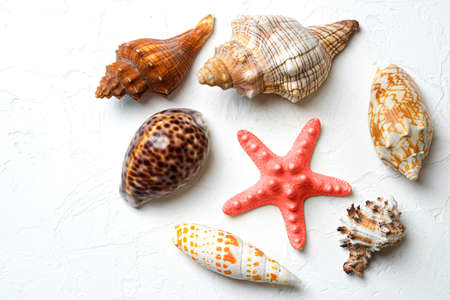 Different shells and red starfish on a white background. View from above. Macro.の写真素材