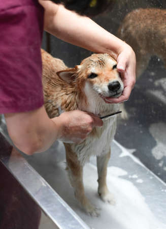Shiba Inu dog in the groomer salon. Groomers hands comb out unwanted fur. Sad Dog That Doesnt Like to Bathe and Combの写真素材