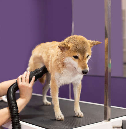Shiba Inu dog in the groomer salon. The groomers hands dry the wet wool with a hair dryer after washing. Sad Dog That Doesnt Like to Bathe and Combの写真素材