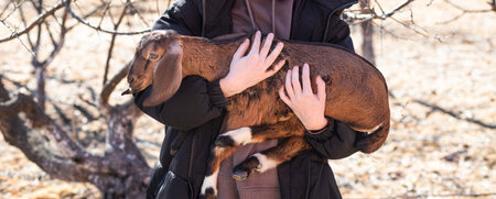 Girl holds young brown Anglo-Nubian goat in her arms on farm on sunny spring dayの写真素材