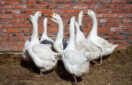 Flock of domestic white geese walks and grazes in the corral for the animals and birds Farm on a sunny spring day. Aviculture.の写真素材