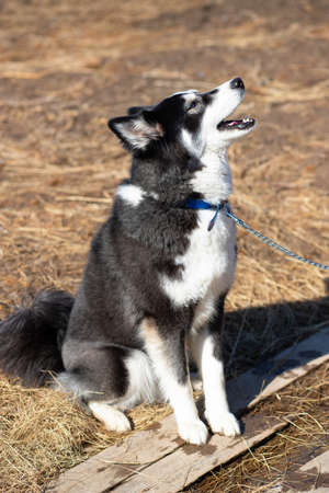 Young black-white husky dog sits on the ground on a sunny spring dayの写真素材