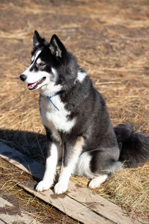 Young black-white husky dog sits on the ground on a sunny spring dayの写真素材
