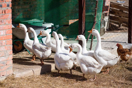 A flock of domestic geese returns from a walk to the farms animal and bird pen on a sunny spring day. Aviculture.の写真素材
