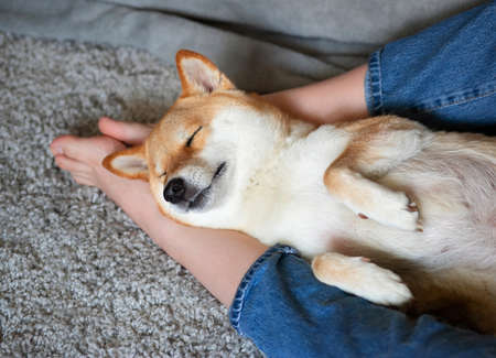 Red dog Shiba Inu sleeps soundly on his masters feet. Close-up. Trust, calm, care, friendship, love concept. Happy cozy moments of life.の写真素材