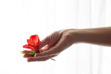 A womans hand holds a alstroemeria flower against a white background. Front view. Selective focus.の写真素材