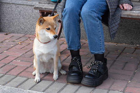 Adorable red Shiba Inu dog in a red collar sits next to the owner on a sunny summer day.