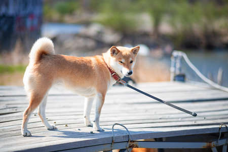 Young red dog shiba inu in a red collar is standing on a wooden pier on the background of the river.の写真素材