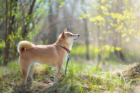 Adorable red dog Shiba Inu dog stands in the woods on a sunny summer dayの写真素材