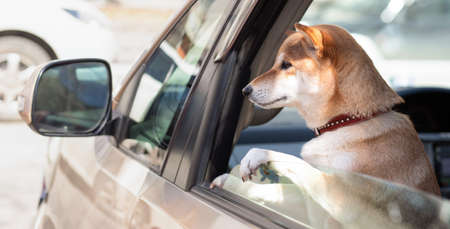 Adorable red Shiba Inu dog in a red collar looks out of the car window on a sunny summer day.の写真素材