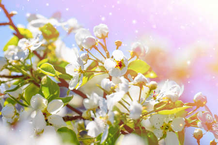 A branch of a blooming apple tree in the park on a sunny spring day on blue sky background. Bokeh, selective soft focus, blurred effect.の写真素材