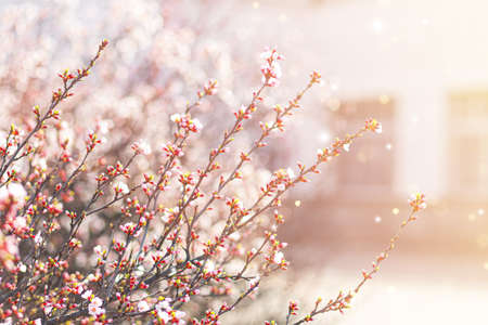 Bushes of flowering almonds in the park on a sunny spring day. Bokeh, selective soft focus, blurred effect. Front viewの写真素材