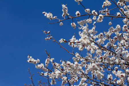 Cherry blossom branch in the park on a sunny spring day on blue sky background. Selective soft focus.の写真素材