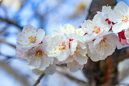 Cherry blossom branch in the park on a sunny spring day. Bokeh, selective soft focus, blurred effect.の写真素材