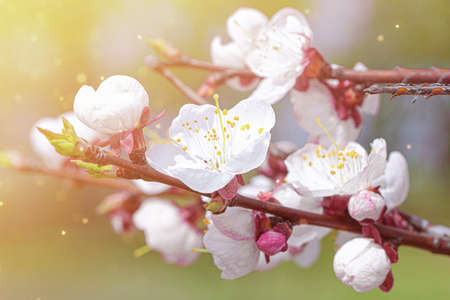 Cherry blossom branch in the park on a sunny spring day. Bokeh, selective soft focus, blurred effect.の写真素材