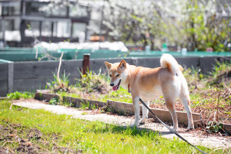 Adorable red dog Shiba Inu dog is standing in the garden on a sunny summer dayの写真素材
