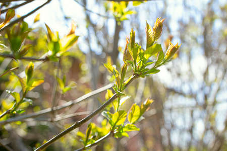 Young spring shoots with new leaves against a blue sky on a sunny day. Background from young fresh leaves. Development of tree shoots in spring. A specially defocused photoSelective focusの写真素材