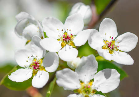 A branch of a blooming apple tree in the park on a sunny spring day. Selective soft focus, close upの写真素材