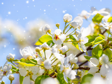 A branch of a blooming apple tree in the park on a sunny spring day on blue sky background. Bokeh, selective soft focus, blurred effect.の写真素材
