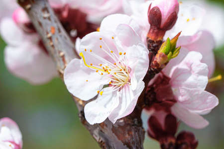 Cherry blossom branch in the park on a sunny spring day. Bokeh, selective soft focus, blurred effect.の写真素材